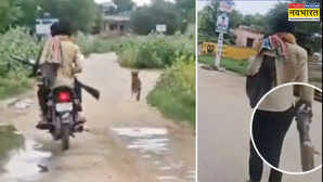 Jhunjhunu सिरफिरे ने 25 कुत्तों को मारी गोली लाशों से पटे रास्ते आरोपी की तलाश जारी