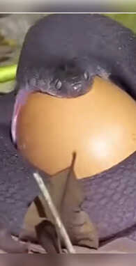 पूरा जोर लगाने पर भी किस चिड़िया के अंडे नहीं खा सकता सांप