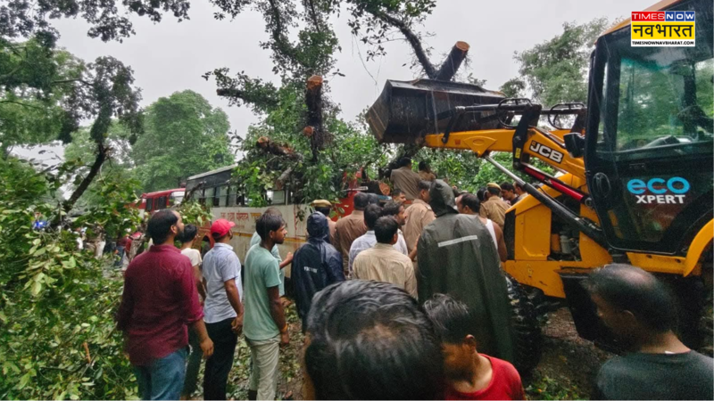 Tree Fell on UP Roadways Bus