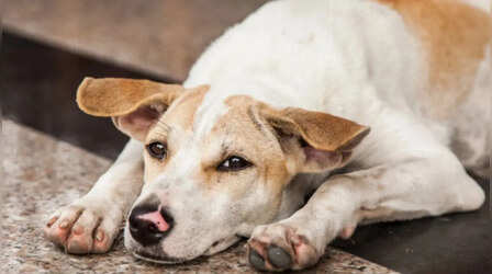 Lucknow News: लखनऊ में युवक ने कुत्ते के साथ किया घिनौना काम, गिरफ्तार