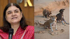 Stray Dogs मेनका गांधी ने आवारा कुत्तों पर सुप्रीम कोर्ट के आदेश को बताया अव्यावहारिक गिनाए यह तर्क