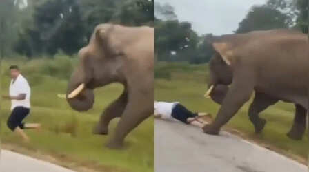 VIDEO: फोटो खींचने के लिए हाथी के करीब पहुंच गया शख्स, गुस्साए गजराज ने कुचल दिया