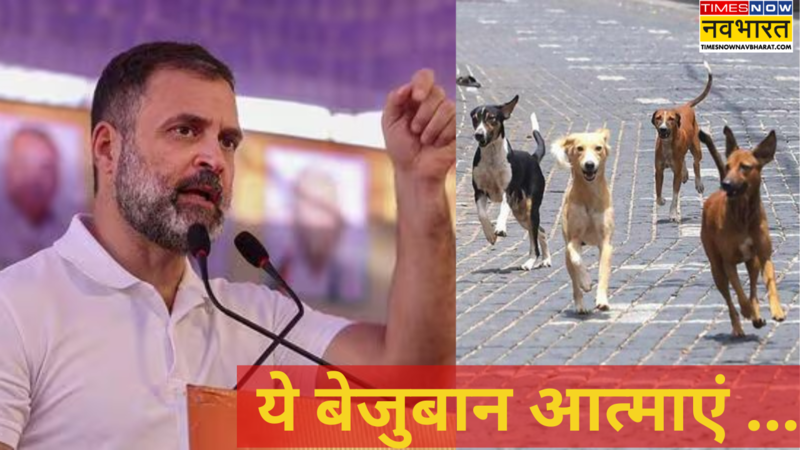 Rahul on dogs