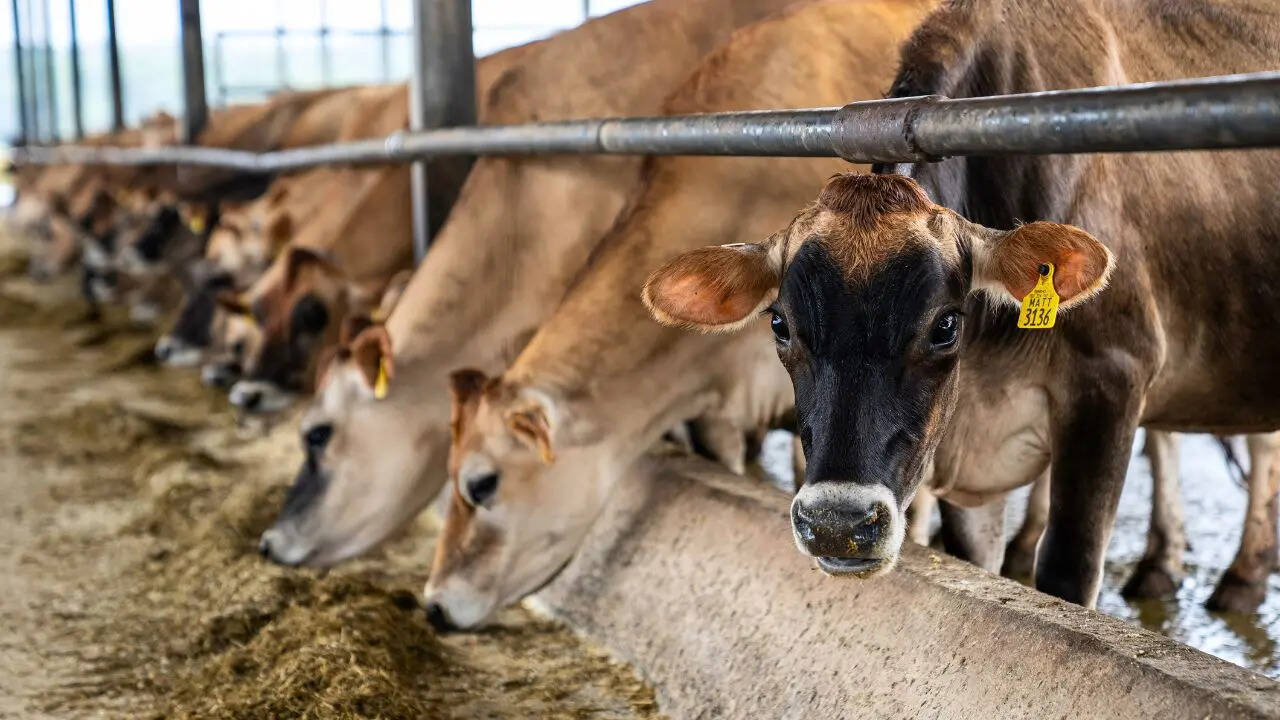 Order to Demolish Illegal Shops in Ghazipur Dairy Farm Temple Complex (Photo Canva)