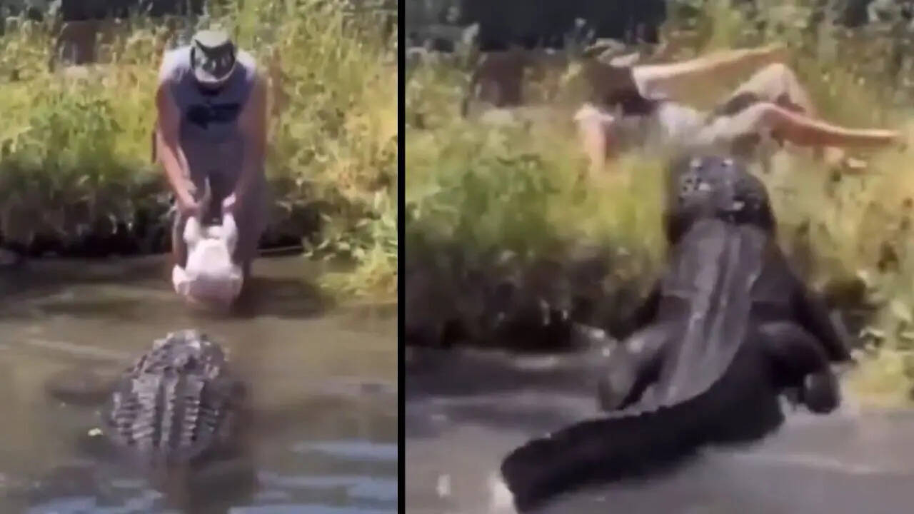 Crocodile Video