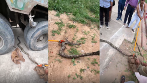 Ajgar Ka video ट्रक के अंदर घुसा विशालकाय अजगर रेस्क्यू का वीडियो देखकर रोंगटे खड़े हो जाएंगे