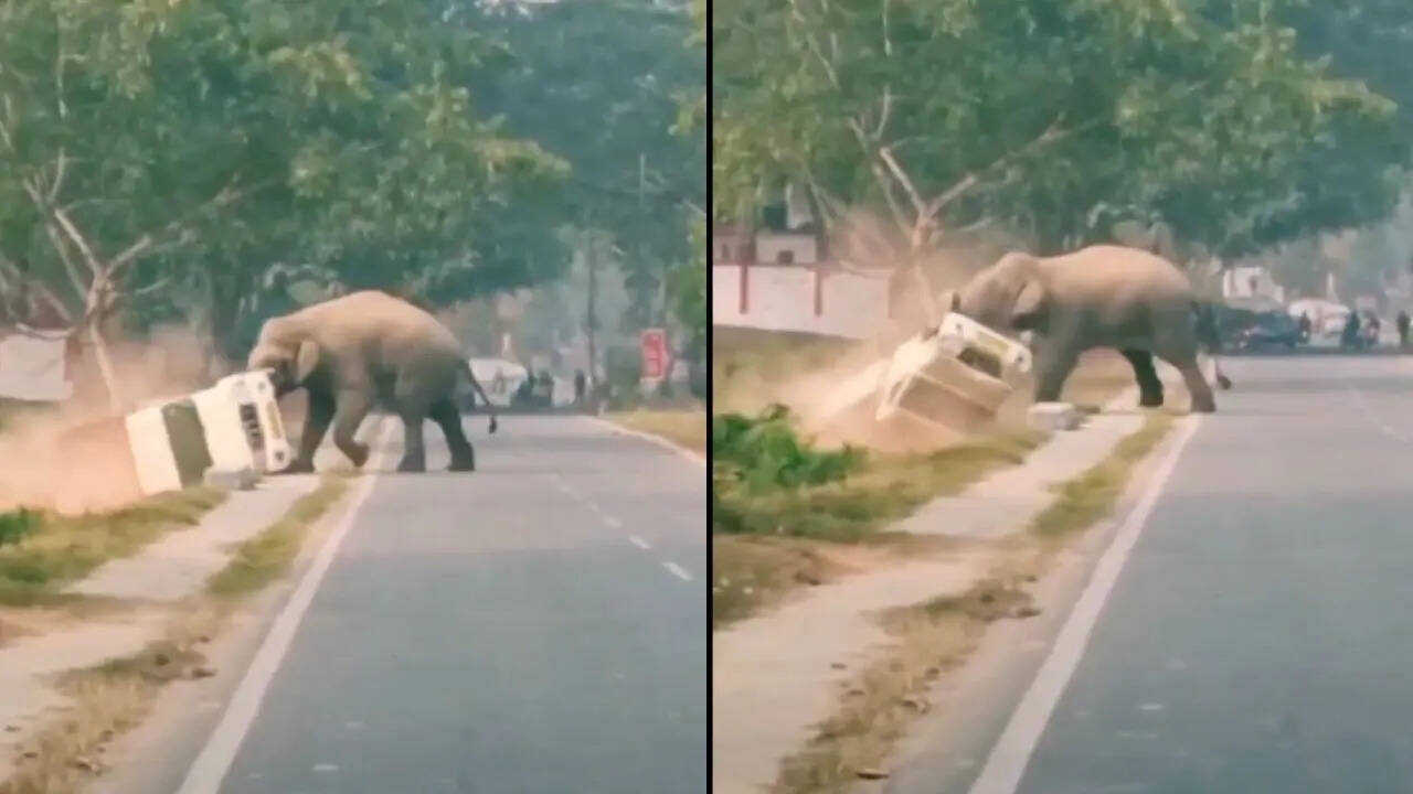 Elephant Video (8)