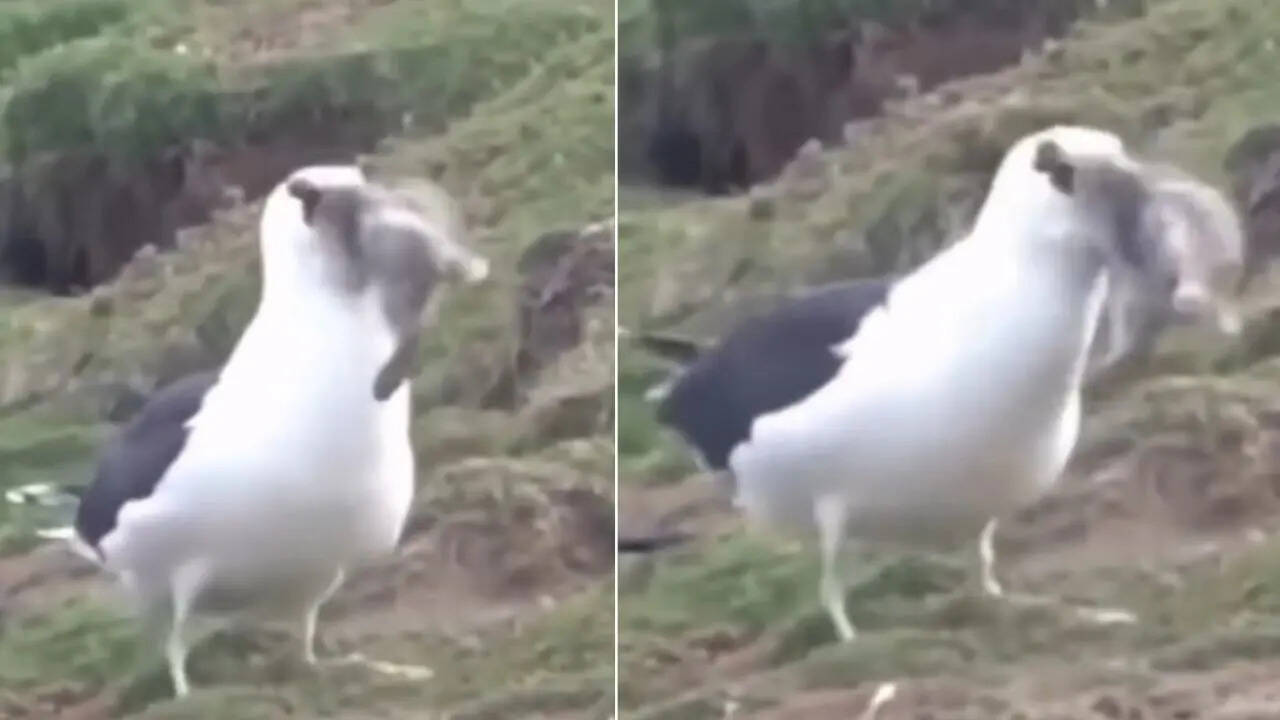 Bird Video