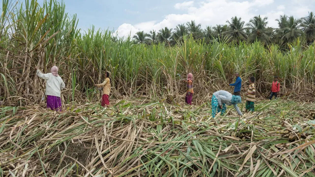 Sugar export, Sugar crop, Sanjeev Chopra, Food Secretary