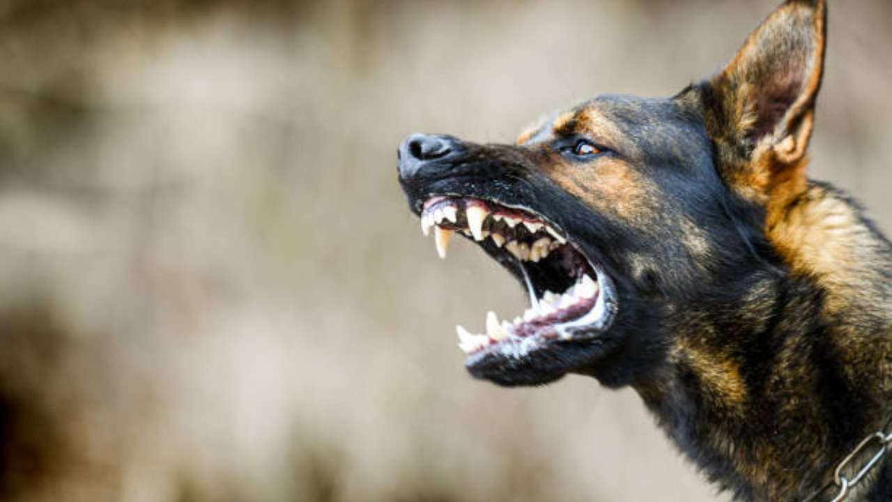 Dog bite