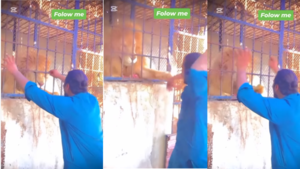 Today Viral Video शेर के सामने सवा शेर बन रहा था शख्स जंगल के राजा ने सेकेंड में दिखा दी औकाद