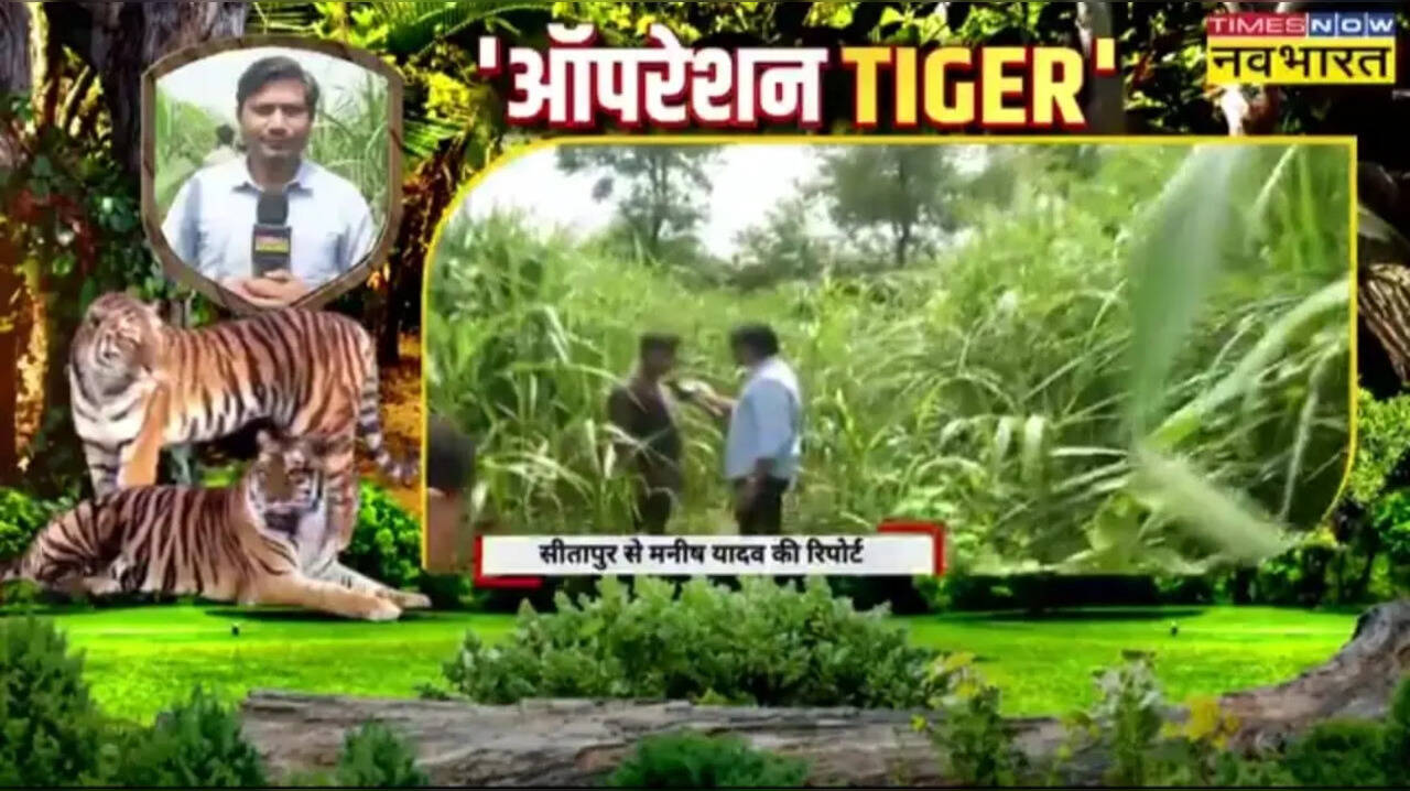 tiger
