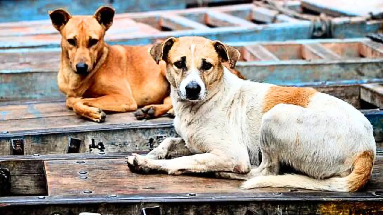 Stray Dogs - iStock