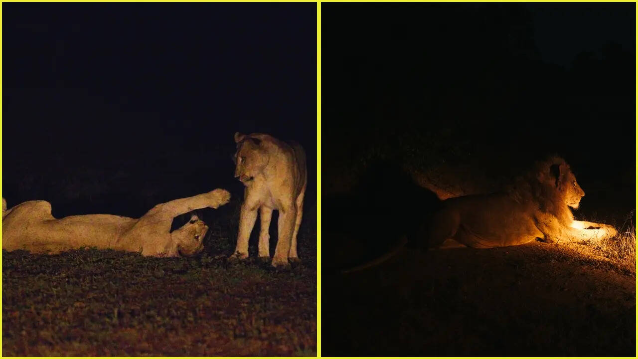 Night Safari Destinations India (photo credit canva)