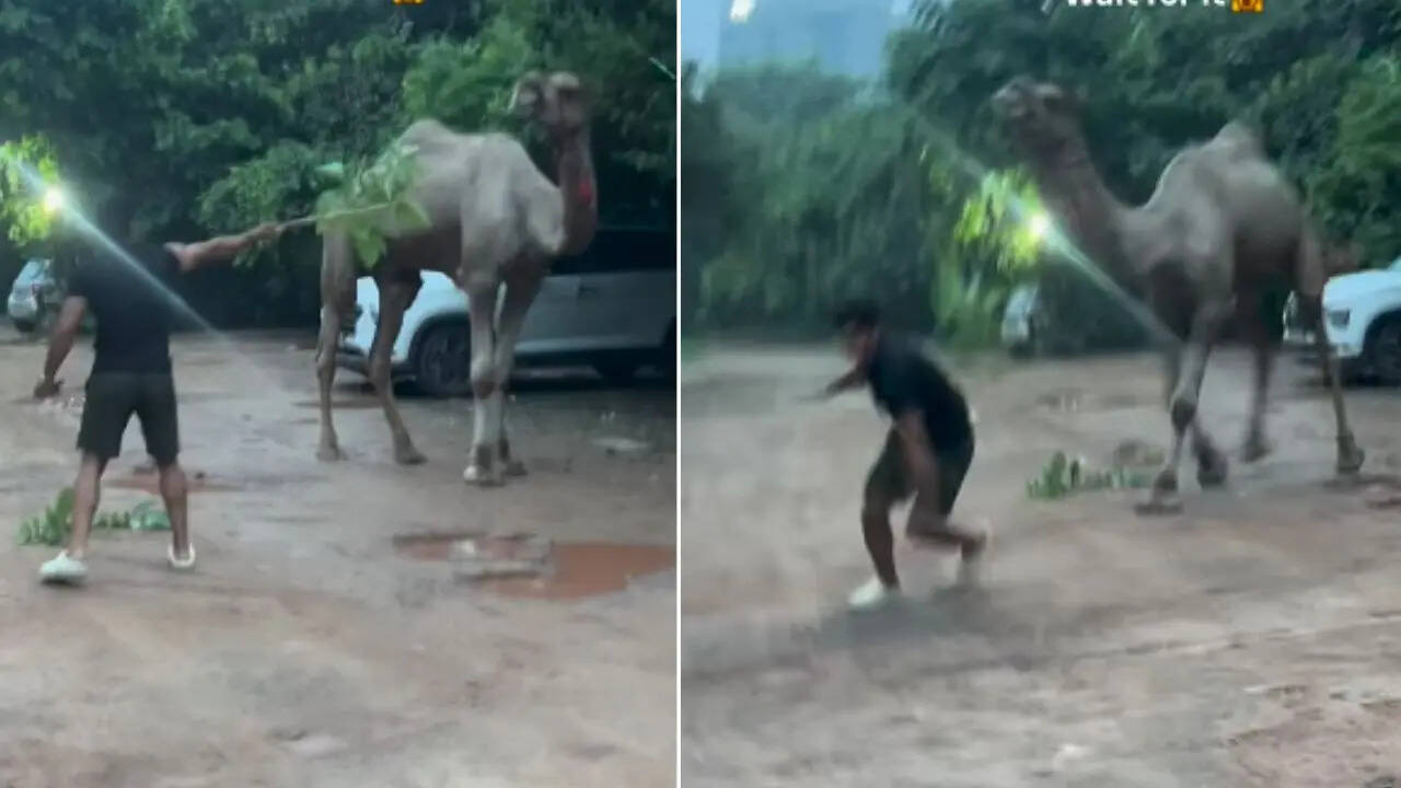 Camel Video (1)