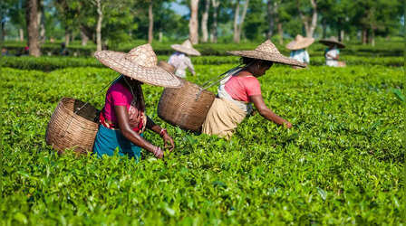 Tea Leaves MSP: हरी चाय पत्तियों के लिए एमएसपी की मांग, छोटे उत्पादकों ने क्यों की ये डिमांड