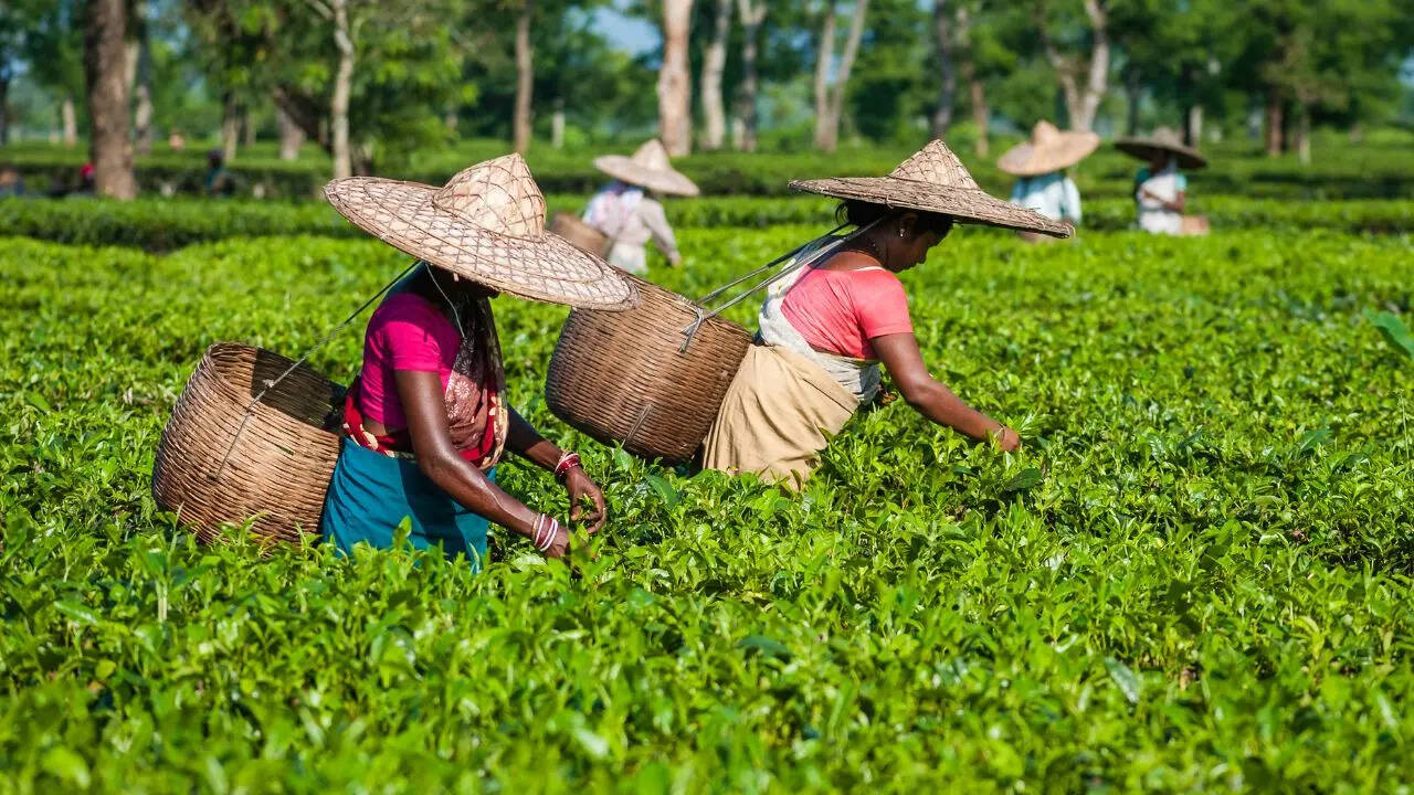 Tea Leaves MSP Small Tea Growers