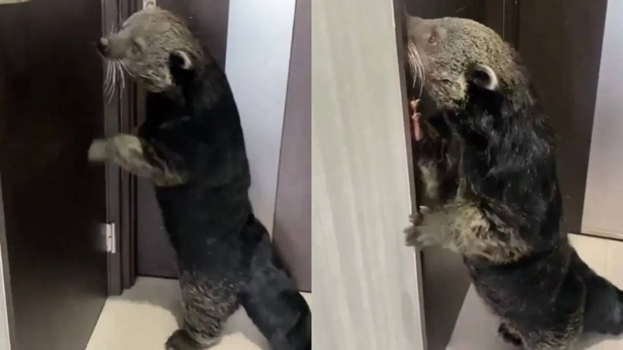 Binturong
