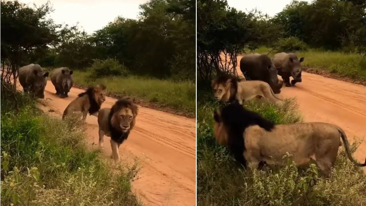 Animal Video