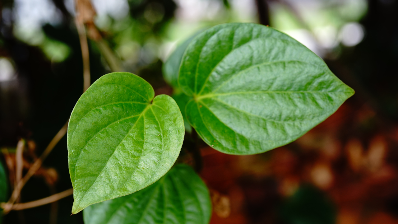 Health benefits of paan leaves