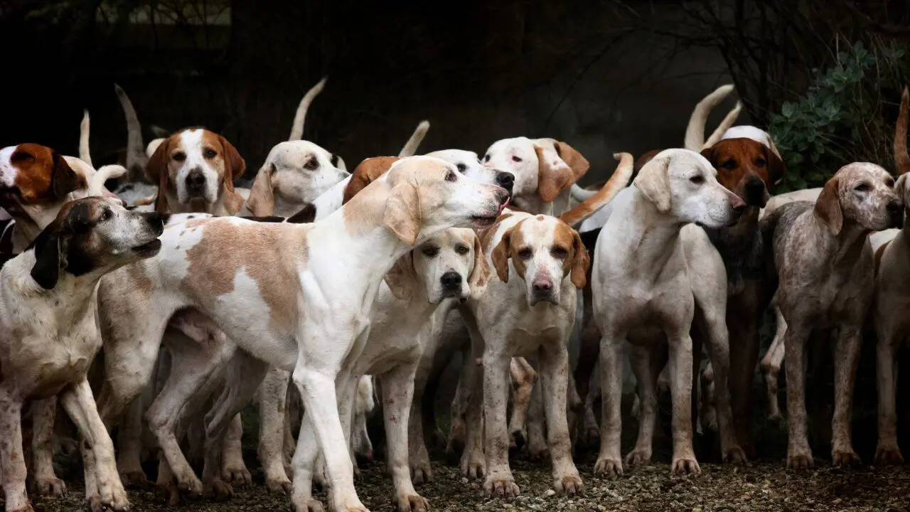 Uttar Pradesh Stray Dog Management Symbolic Photo Canva
