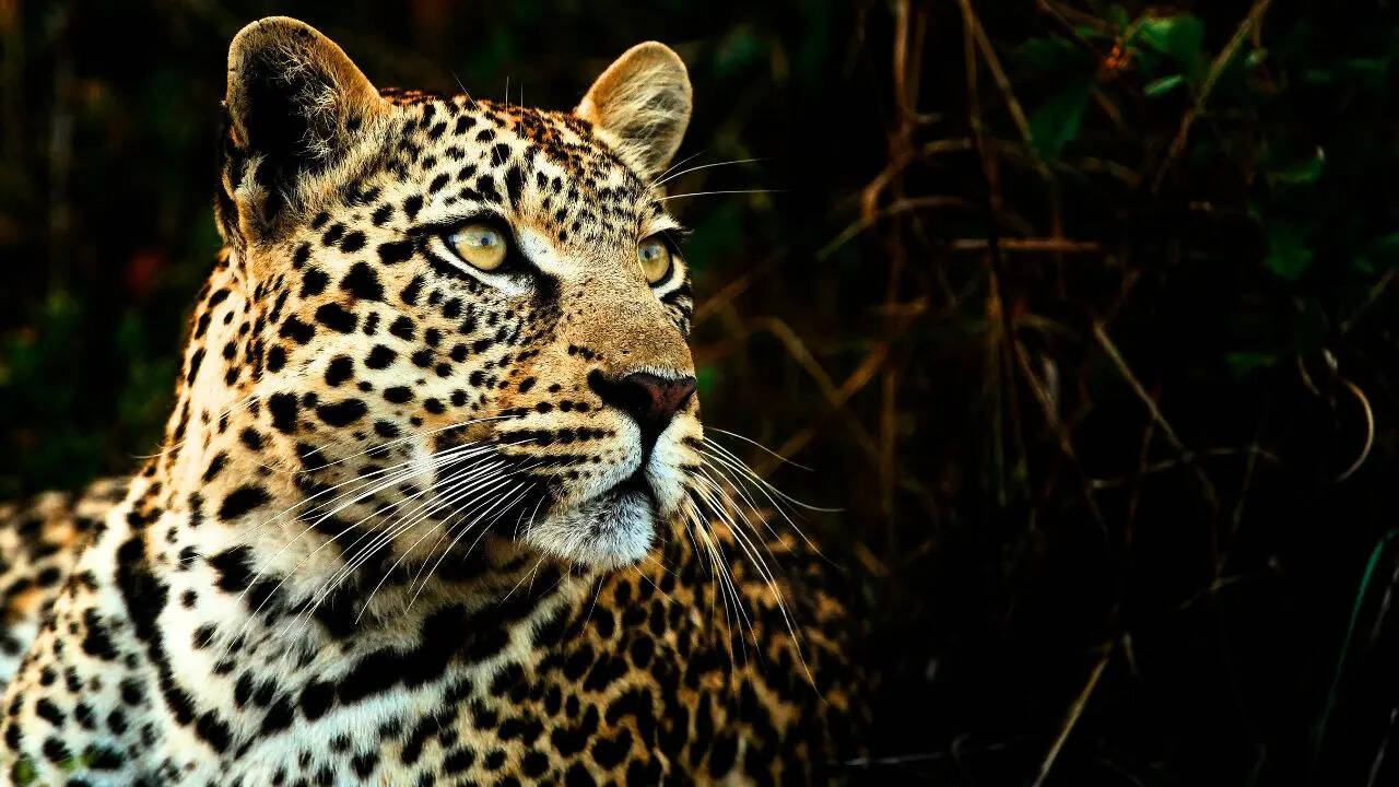 JNU Leopard Sighting Symbolic Photo Canva