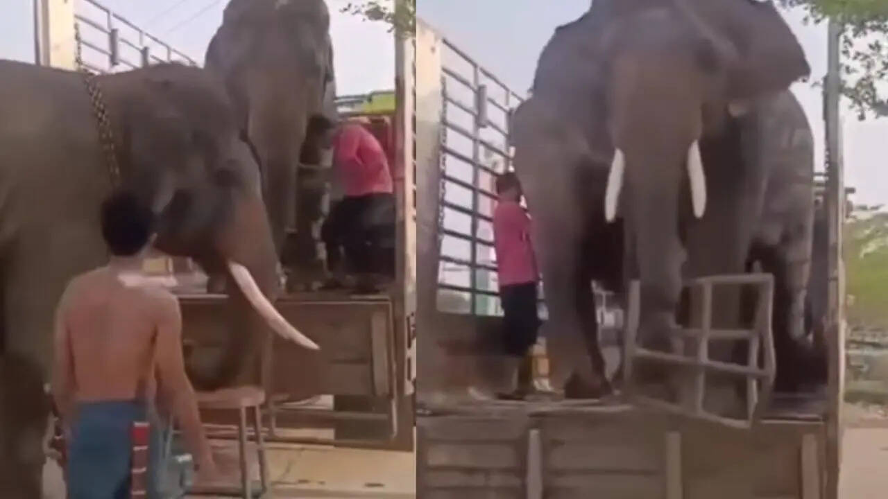 Elephant Video