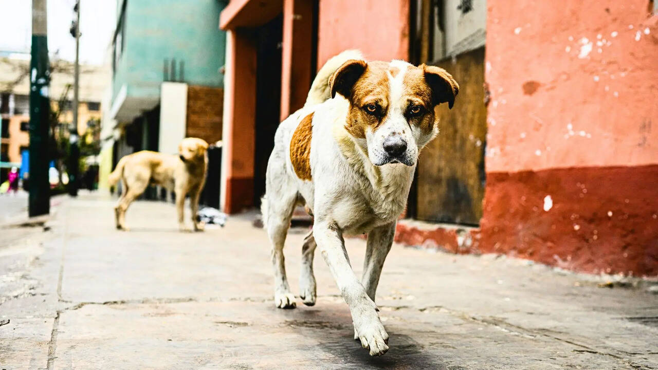 MCD Steps Up Measures to Tackle Stray Dog Issue (Symbolic Photo: Canva)