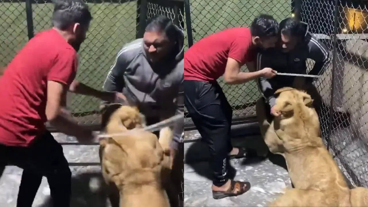 lion grabbed the mans leg in the cage