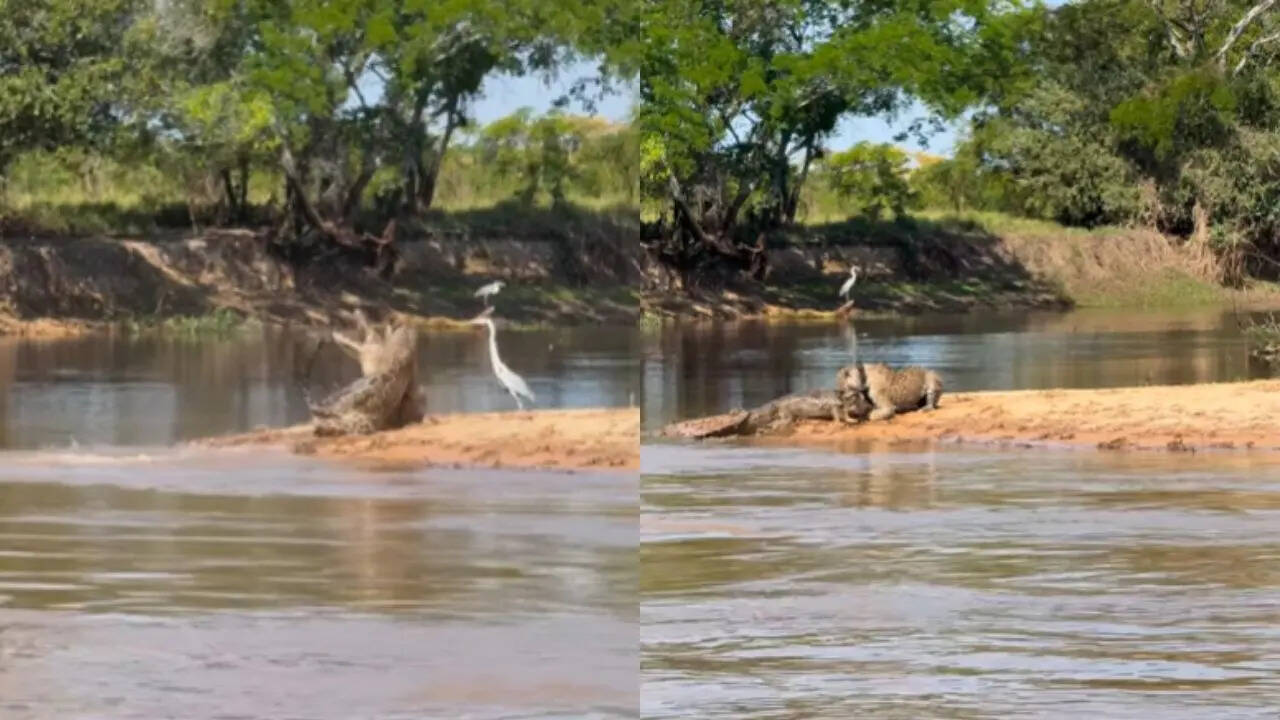 Jaguar Attacked On Crocodile