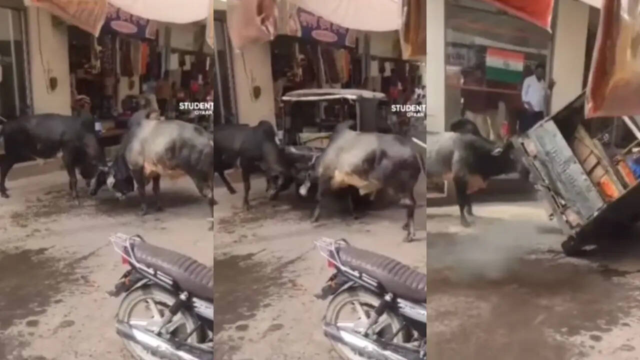 Bull Fight