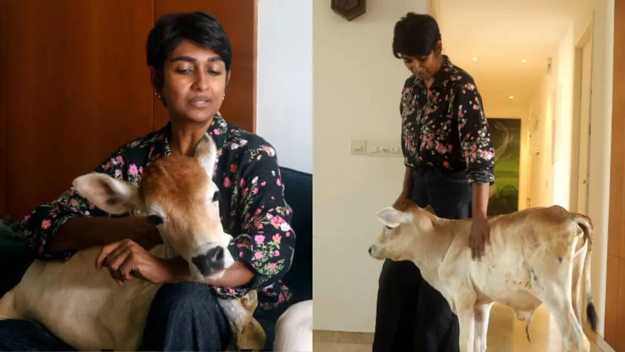Bull calf lives on 28th floor