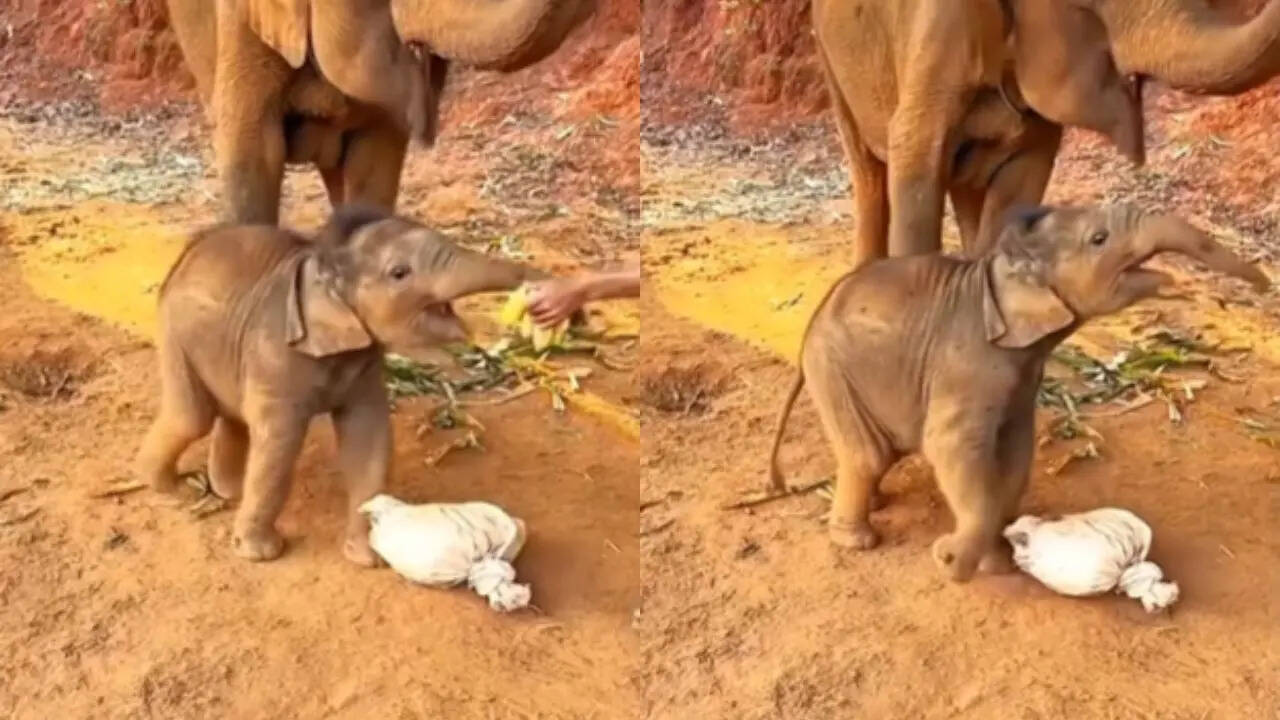 Cute Baby Elephant