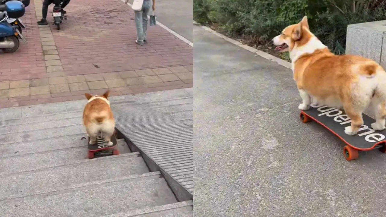 Dog video viral 