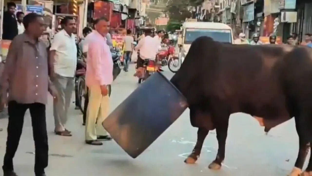 bull viral video 