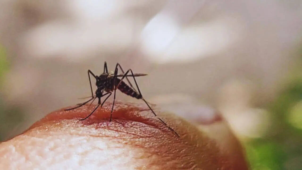 Dengue