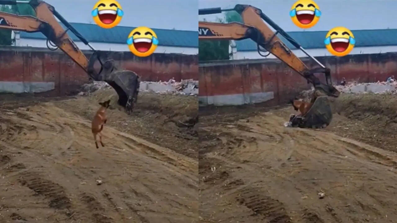 Dog have a lot of fun