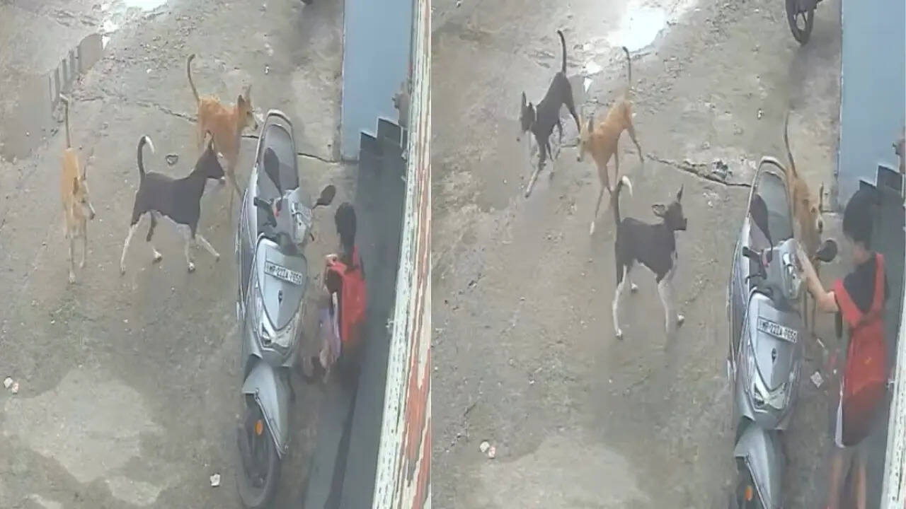 seoni dog attack