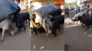 Today Viral Video लड़ते-लड़ते ऑटो में घुस गए दो सांड फिर मचा ऐसा घमासान देखकर पसीने छूट जाएंगे