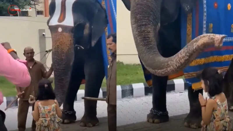 elephant blessed the little girl