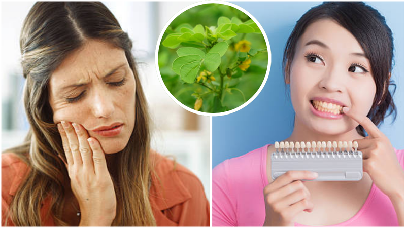 Tilchatta Leaves benefits for oral health
