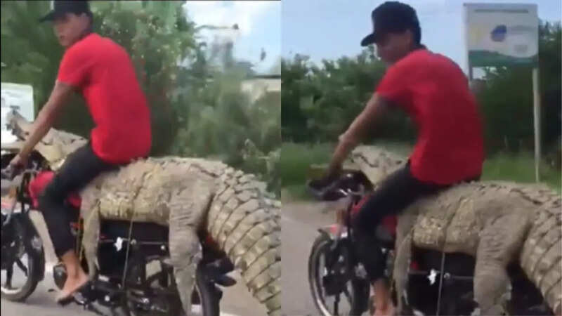 मगरमच्छ की पीठ पर बैठा शख्स