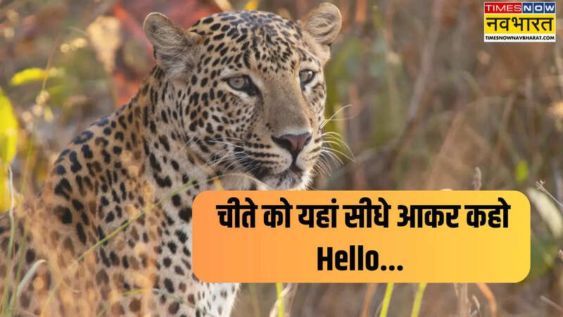 cheetah safari ke liye kahan jaa sakte hain