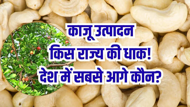 Cashew Production in India