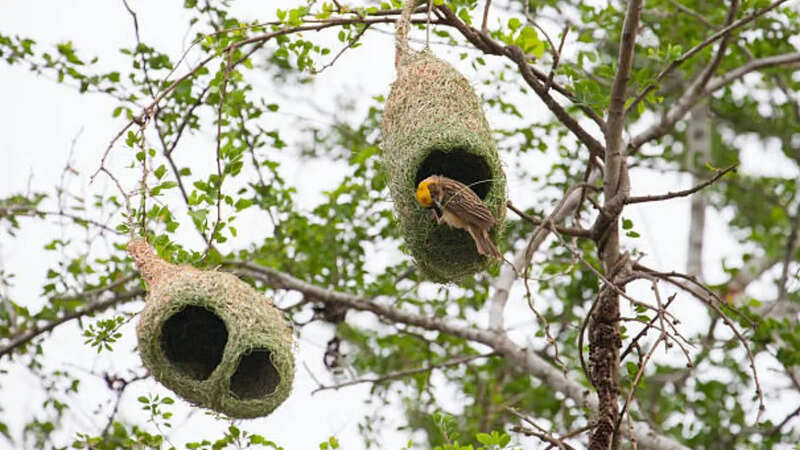 baya weaver bird