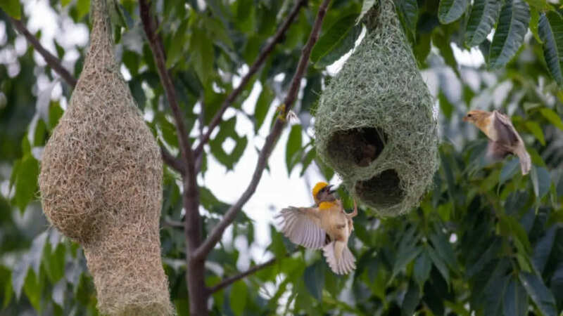 baya weaver bird 2