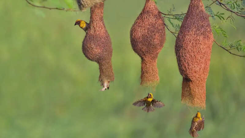 baya weaver bird 3