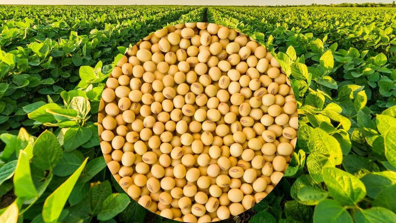 Soybean production, Yellow gold, SOPA, India, Kharif season