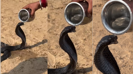 Today Viral Video: कभी सांप को पानी पीते देखा है, अगर नहीं तो आज देख लीजिए, कैमरे में कैद हुआ अद्भुत नजारा