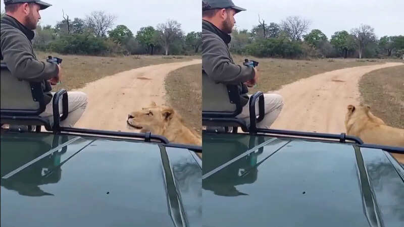 Lion approached a man in a jeep